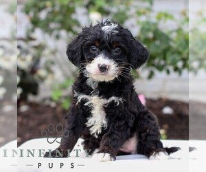 Bernedoodle (Miniature) Puppy for sale in LITITZ, PA, USA