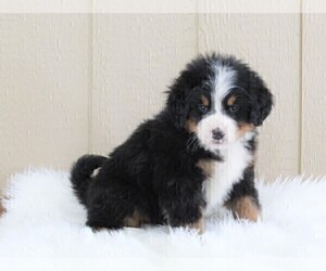 Bernese Mountain Dog Puppy for sale in FREDERICKSBURG, OH, USA