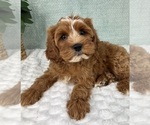 Small #3 Cavapoo