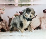 Small #3 Poodle (Miniature)