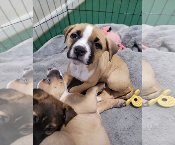 Medium Photo #3 Mutt Puppy For Sale in Sequim, WA, USA