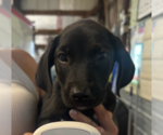 Small #1 Labrador Retriever Mix
