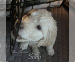 Small Photo #4 Goldendoodle Puppy For Sale in VANCOUVER, WA, USA
