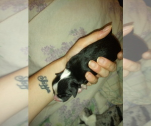 Miniature Australian Shepherd Puppy for sale in BROOKER, FL, USA