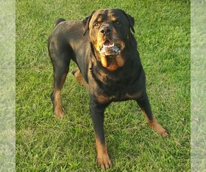 Father of the Rottweiler puppies born on 04/06/2025