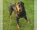 Small Photo #1 Rottweiler Puppy For Sale in TABLE GROVE, IL, USA