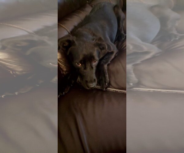 Medium Photo #3 Labrador Retriever-Unknown Mix Puppy For Sale in Greensboro, NC, USA