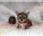 Small #34 Yorkshire Terrier