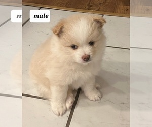 Pomeranian Puppy for sale in HOLLY RIDGE, NC, USA