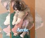 Image preview for Ad Listing. Nickname: Arctic