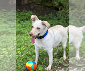 Mutt Dogs for adoption in Westwood, NJ, USA