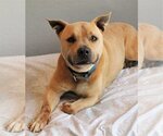 Small Photo #22 American Pit Bull Terrier-American Staffordshire Terrier Mix Puppy For Sale in Spotsylvania, VA, USA