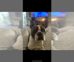 Small Photo #1 Boston Terrier Puppy For Sale in COTTONWOOD, CA, USA