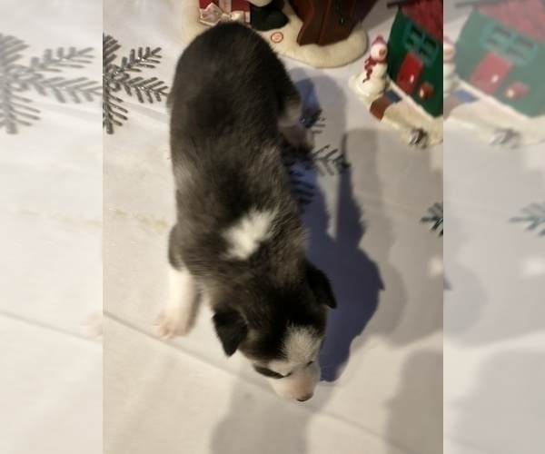 Medium Photo #5 Siberian Husky Puppy For Sale in DANBY, VT, USA