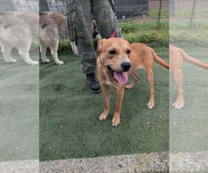 Labrador Retriever-Unknown Mix Dogs for adoption in garner, NC, USA