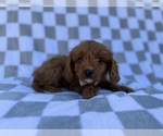 Small #7 Cavapoo (Miniature)
