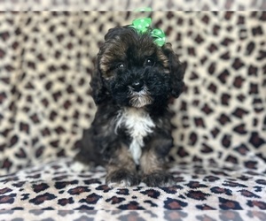 ShihPoo Puppy for sale in LAKELAND, FL, USA