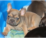 Puppy Mavrick French Bulldog