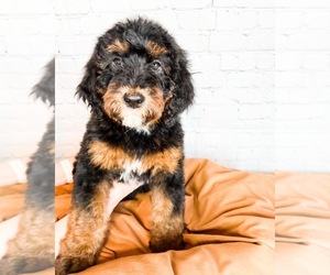 Bernedoodle Puppy for sale in LEHI, UT, USA