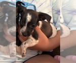 Small #1 Chihuahua Mix