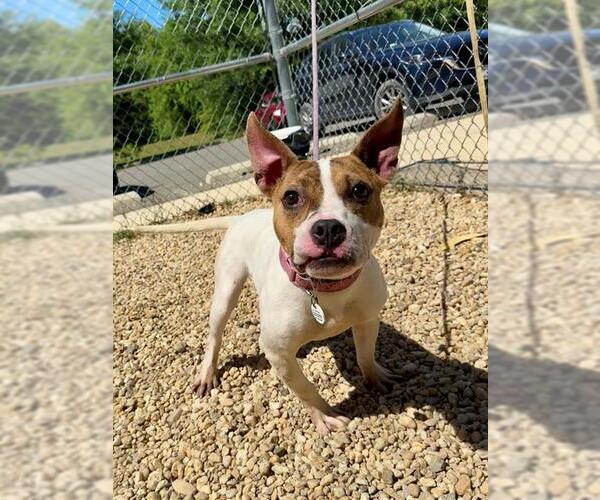 Medium Photo #1 Mutt Puppy For Sale in Forestville, MD, USA