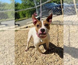 Mutt Dogs for adoption in Forestville, MD, USA