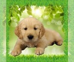 Puppy Naruto Golden Retriever
