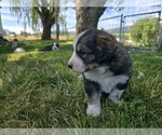 Small #2 Great Bernese