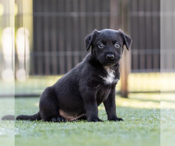 Medium Photo #3 Dachshund-Unknown Mix Puppy For Sale in San Diego, CA, USA