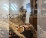 Small Photo #1 Irish Dane Puppy For Sale in MORRISTOWN, TN, USA