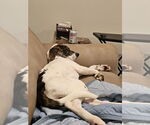 Small Photo #8 Mutt Puppy For Sale in FRAMINGHAM, MA, USA