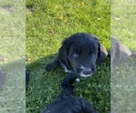 Small Photo #5 Bernedoodle-Golden Retriever Mix Puppy For Sale in BEULAH, MI, USA