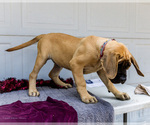 Small Photo #31 Mastiff Puppy For Sale in WAKARUSA, IN, USA