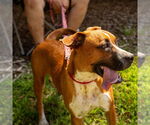 Small #4 Boxer Mix