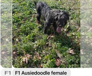 Aussiedoodle Dogs for adoption in Scottsboro, AL, USA