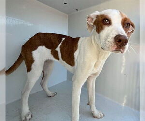 Mutt Dogs for adoption in Augusta, GA, USA