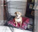 Small #11 American Pit Bull Terrier Mix