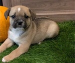 Puppy Espresso Aussiedoodle Miniature -French Bulldog Mix