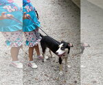 Small Photo #2 Siberian Husky Puppy For Sale in Frenchburg, KY, USA