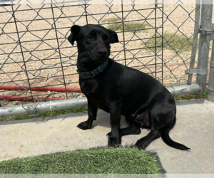 Dachshund-Unknown Mix Dogs for adoption in Cranston, RI, USA