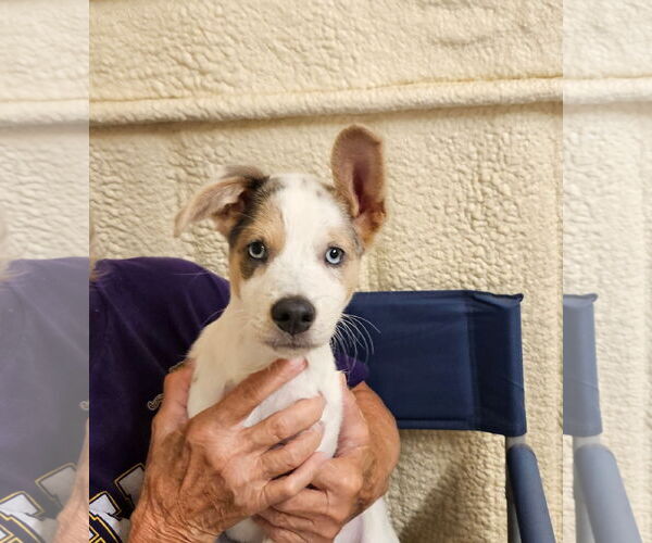 Medium Photo #4 Mutt Puppy For Sale in Oakhurst, NJ, USA