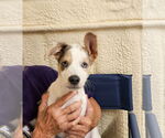 Small #3 Mutt