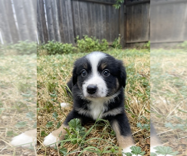 Medium Photo #9 Miniature Australian Shepherd Puppy For Sale in VACAVILLE, CA, USA