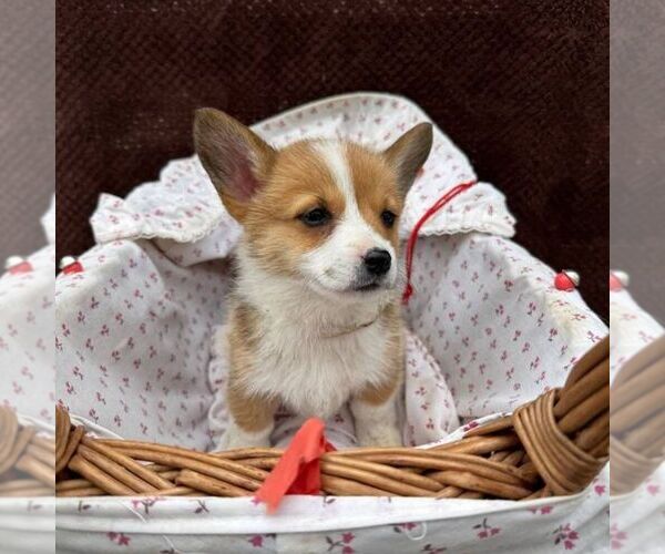 Medium Photo #2 Pembroke Welsh Corgi Puppy For Sale in ROCKVILLE, IN, USA