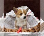 Small #1 Pembroke Welsh Corgi