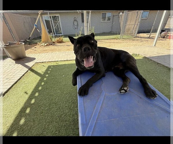 Medium Photo #8 Mutt Puppy For Sale in Goodyear, AZ, USA