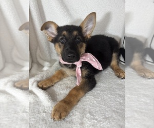 German Shepherd Dog Puppy for sale in GREENFIELD, IN, USA