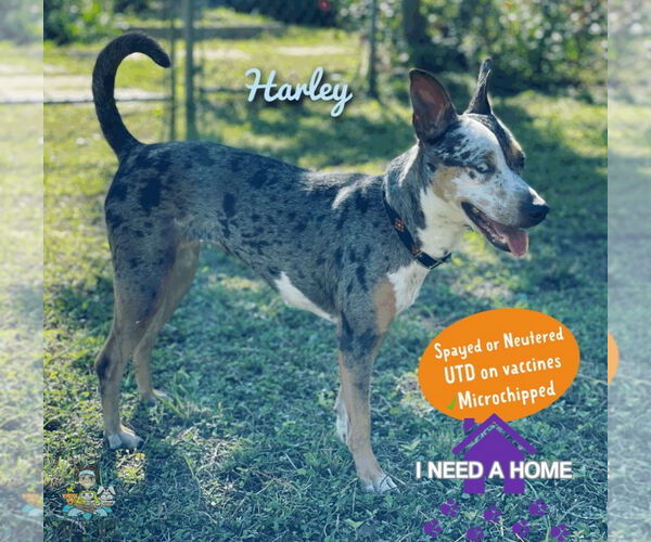 Medium Photo #2 Catahoula Leopard Dog-Unknown Mix Puppy For Sale in Oakland Park, FL, USA
