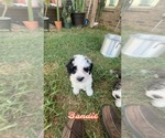 Puppy Bandit Bernedoodle (Miniature)