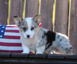 American Corgi Litter for sale in DORA, MO, USA